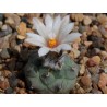 Turbinicarpus lophophoroides