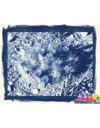 coccineus x stramineus wh