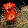 coccineus New Mexico, wh