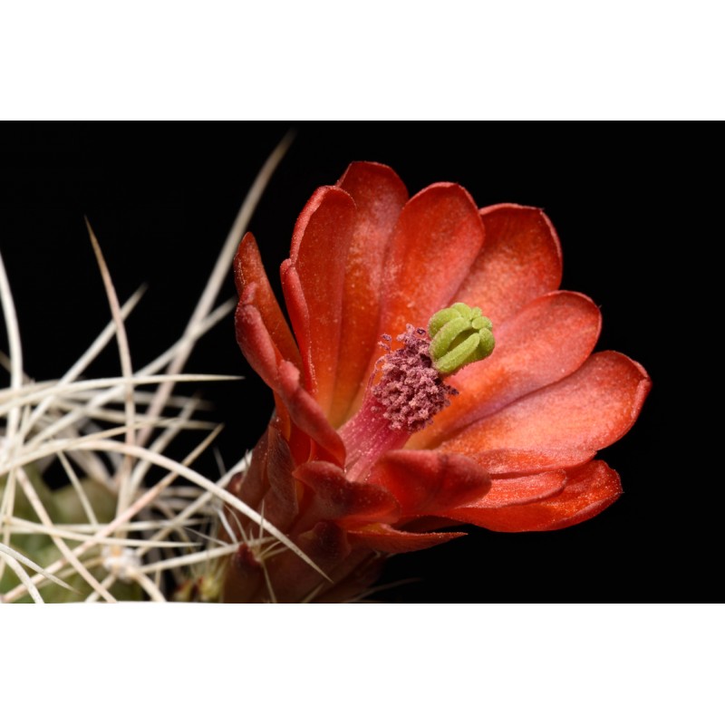 mojavensis Canyon de Chelly, wh