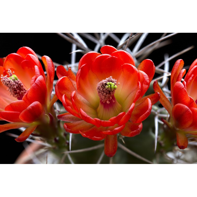 triglochidiatus Salida, wh