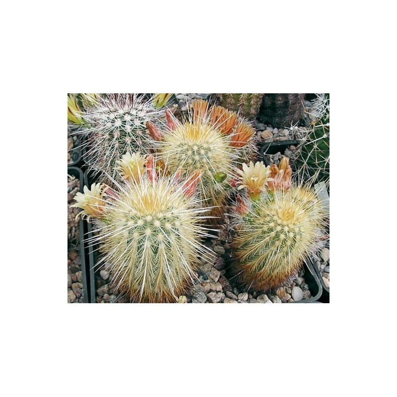 chloranthus var. rusacanthus, goldenspinus