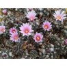 Turbinicarpus pseudomacrochele var. alenae