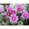 Turbinicarpus valdezianus