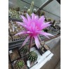 Echinopsis Hyb. kress 1