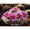 Turbinicarpus valdezianus
