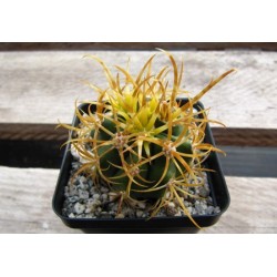 Ferocactus chrysacanthus...