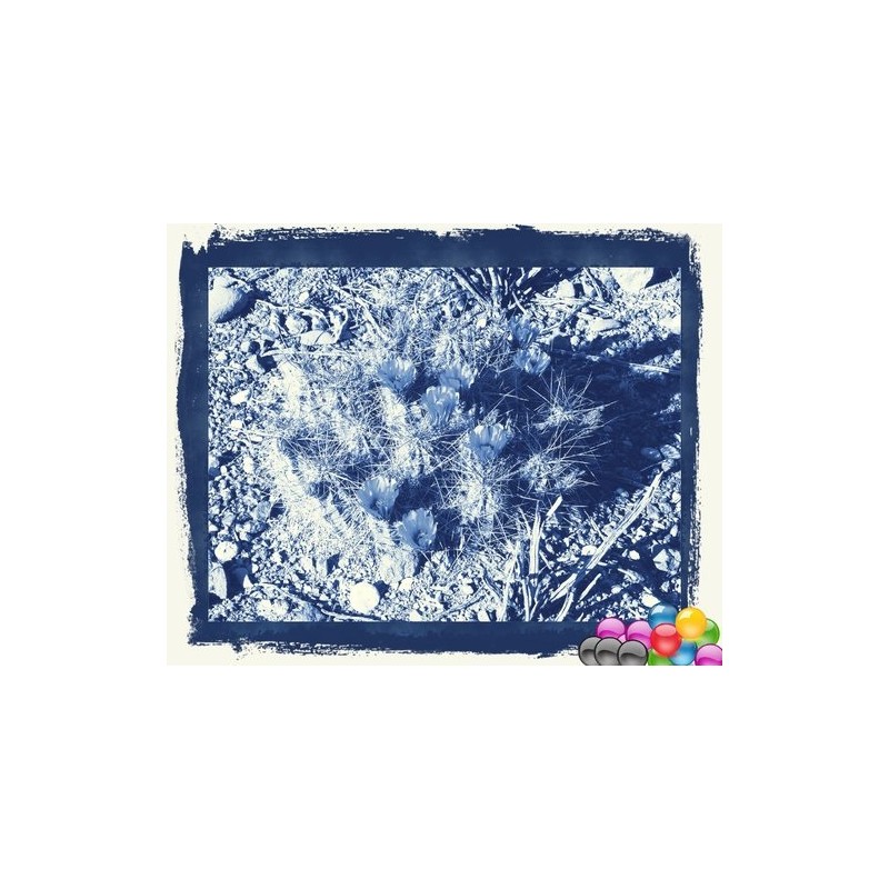 coccineus paucispinus DJF 789.25