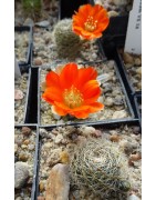 Mediolobivia steinmannii