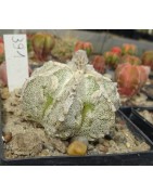Astrophytum Japan-Hybrid