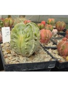 Astrophytum Japan-Hybrid