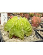 Astrophytum myriostigma cv....