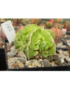 Astrophytum myriostigma cv....