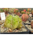 Astrophytum myriostigma cv....