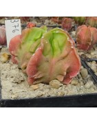 Astrophytum myriostigma cv....