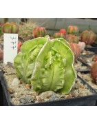 Astrophytum myriostigma cv....