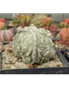 Astrophytum myriostigma cv....