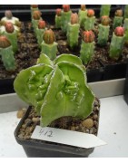Astrophytum myriostigma cv....