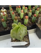 Astrophytum myriostigma cv....