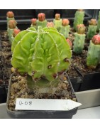 Astrophytum myriostigma cv....