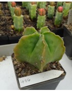 Astrophytum myriostigma cv....