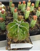 Astrophytum myriostigma cv....