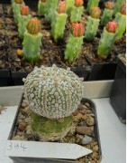 Astrophytum myriostigma cv....