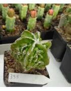 Astrophytum myriostigma cv....