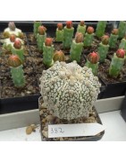 Astrophytum asterias cv....