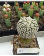 Astrophytum asterias cv....