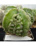 Astrophytum myriostigma cv....