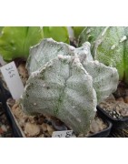 Astrophytum myriostigma cv....