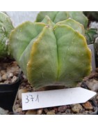 Astrophytum myriostigma cv....