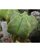 Astrophytum myriostigma cv....