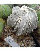 Astrophytum myriostigma cv....