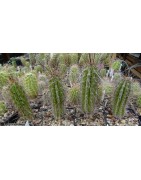 Eulychnia castanea