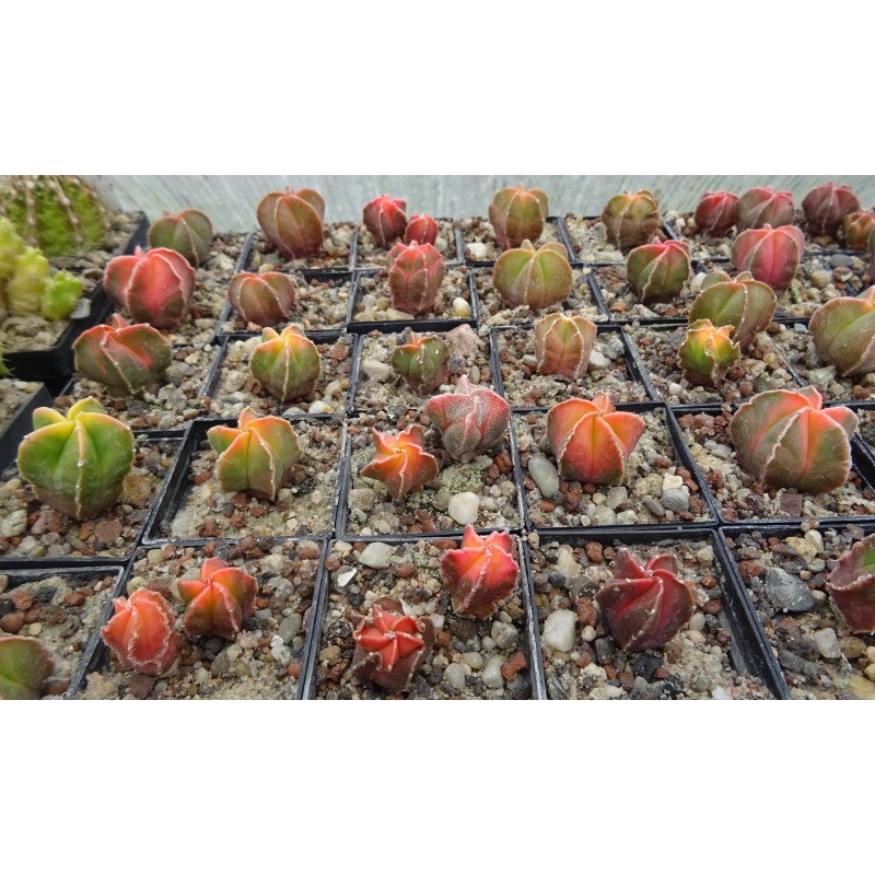 Astrophytum myriosigma / Kiko Astrophytum myriosigma / Kiko