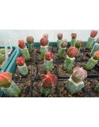 Astrophytum myriosigma /...