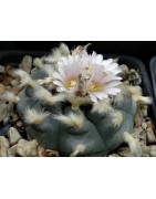 Lophophora williamsii...