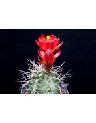 triglochidiatus DJF 1145 wh