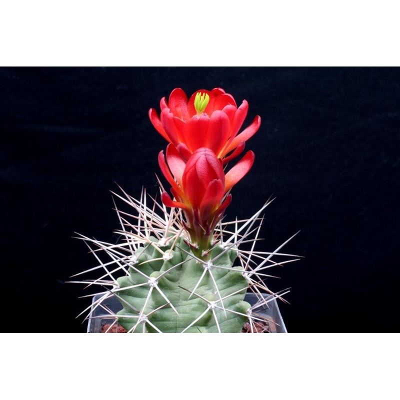 triglochidiatus DJF 1145 wh