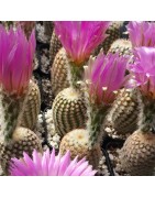 reichenbachii var. minor, wh