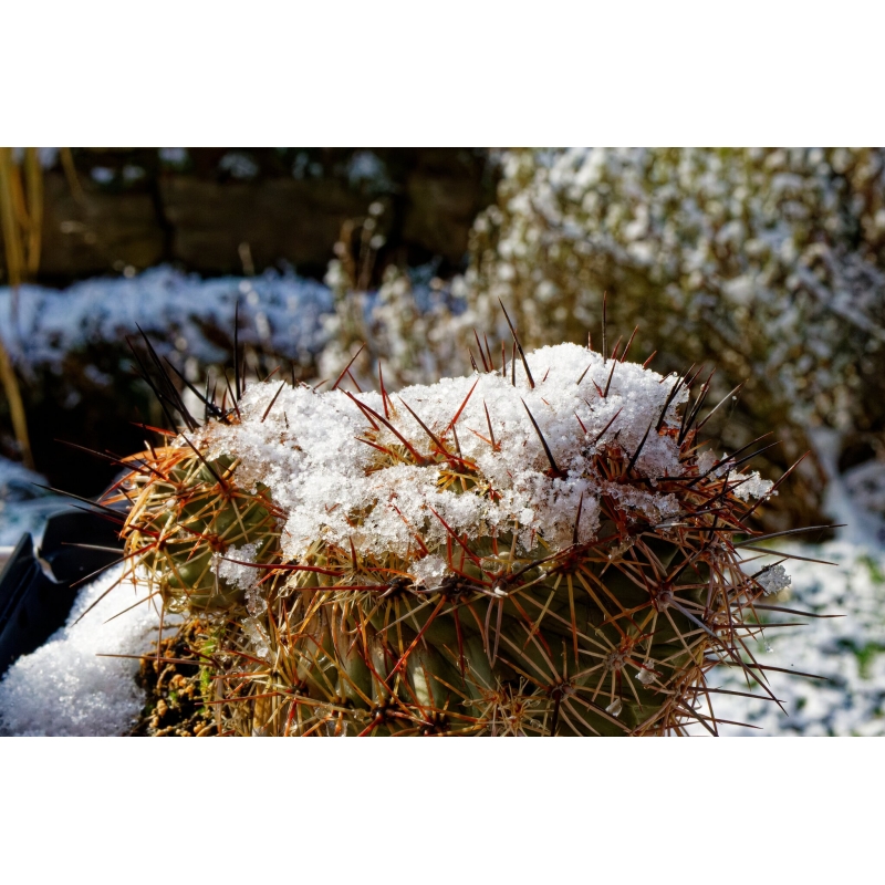 Echinocereus winterhart MIX