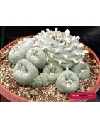 Lophophora spec. Huizache,...