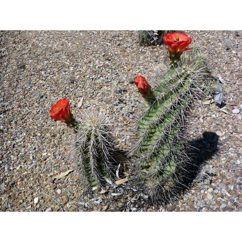 coccineus x arizonicus, WH