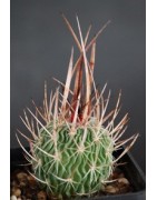 Echinofossulocactus...