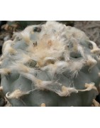 Lophophora williamsii var....