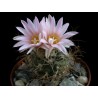 Turbinicarpus pseudomacrochele var. alenae