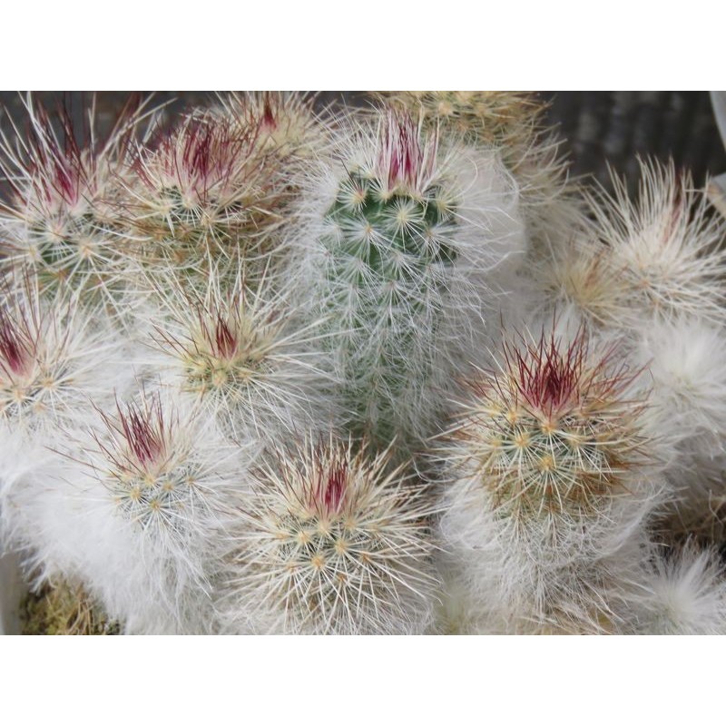 viridiflorus var. canus , wh