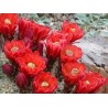 coccineus (trigl. var. melanocantha), blutrote Blüten, wh